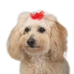 Aria Sheer Delight Bow Canister 100Pc 19 Aria Sheer Delight Bow Canister 100Pc -Pet Care Shop dt157 99 010