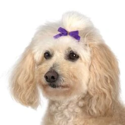 Aria Multi Color Bow Canister 3/8In 100Pc 11 Aria Multi Color Bow Canister 3/8In 100Pc -Pet Care Shop dt161 99 006