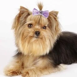 Aria Pixie Bow Canister 100Pc -Pet Care Shop dt163 99 005