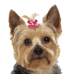 Aria Mia Dog Bow Canister 48Pc -Pet Care Shop dt3324 48 003