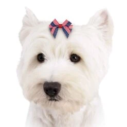 Aria Americana Pup Bow Canister 48 Pieces -Pet Care Shop dt6241 48 003