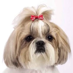 Aria Romeo Bows 48 Piece Canisters 11 Aria Romeo Bows 48 Piece Canisters -Pet Care Shop dt807 48 006