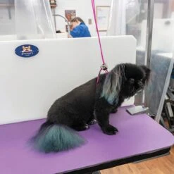 Pet Care Shop -Pet Care Shop zx2400 ts pink final front